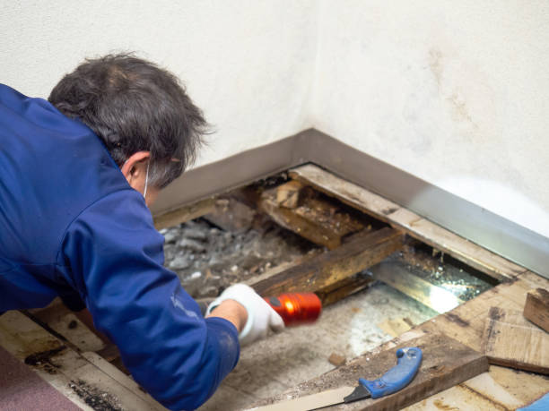 Best Mold Cleaning Services  in Guerneville, CA