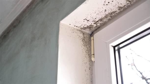 Best Certified Mold Removal  in Guerneville, CA