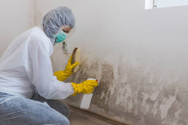 Best Toxic Mold Removal  in Guerneville, CA