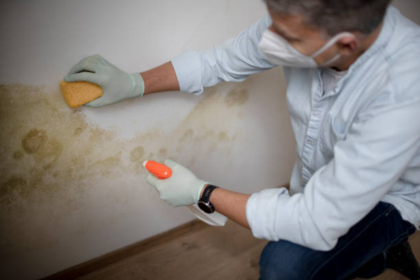 Best Affordable Mold Removal  in Guerneville, CA