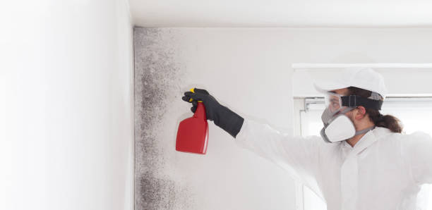 Home Mold Removal in Guerneville, CA