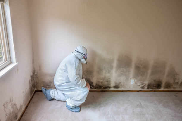 Best Office Mold Removal Services  in Guerneville, CA