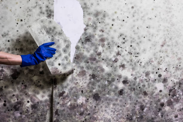 Best Mold Removal Near Me  in Guerneville, CA